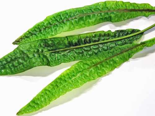 Usteris Wasserkelch - Cryptocoryne usteriana in vitro